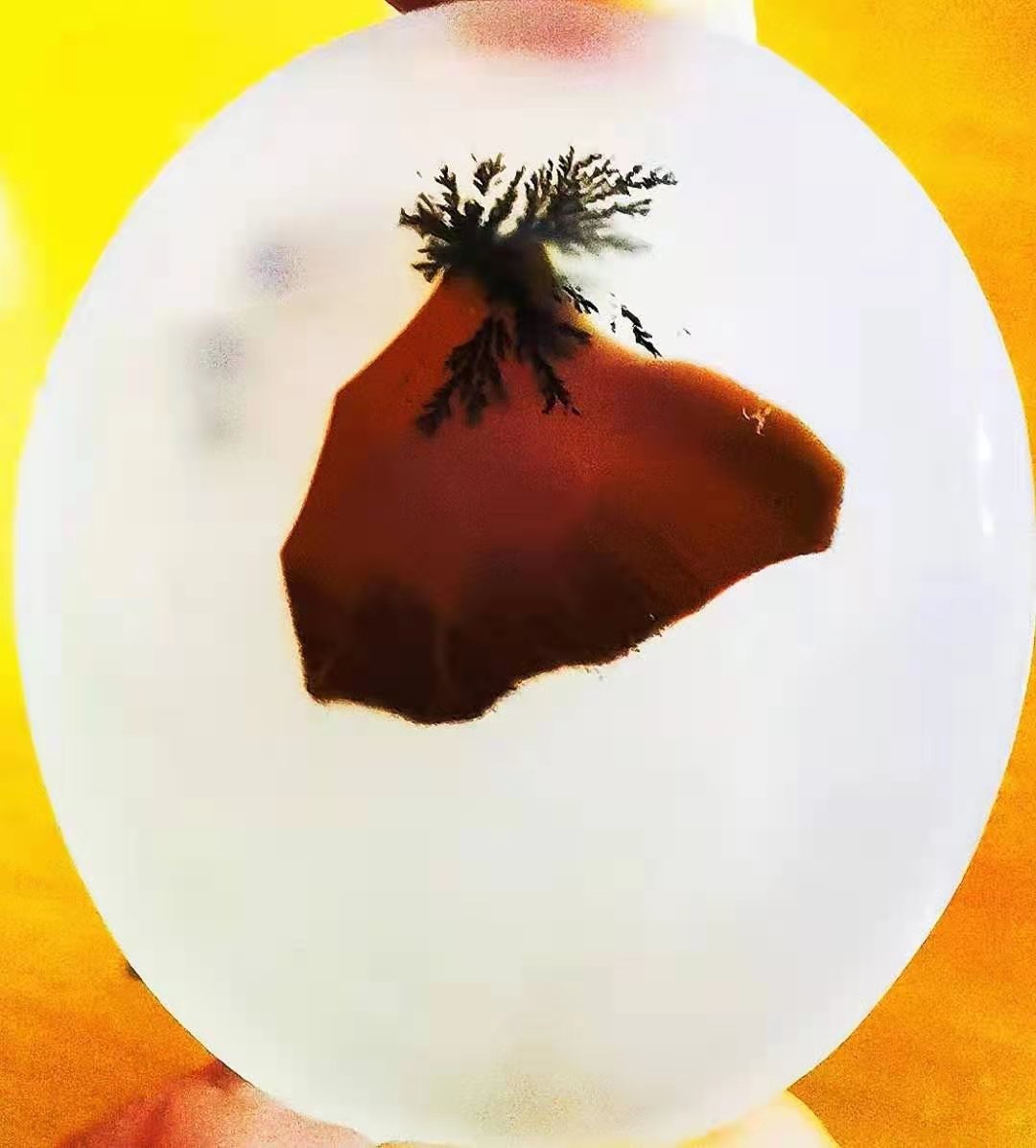 石頭花